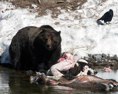 Bear on Bison Carcass at LeHardy Rapids.jpg