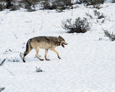 Lamar Canyon Alpha on the Snow.jpg