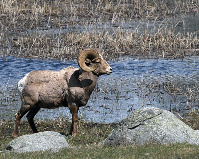 Bighorn Ram by the Water.jpg