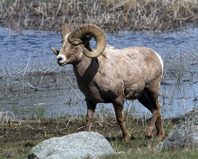 Bighorn Ram Near Yellowstone Picnic Area.jpg