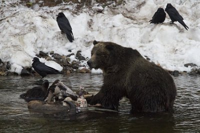 Grizzly on the Bison Carcasses at LeHardy Rapids.jpg