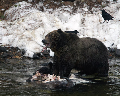 Grizzly Eating Bison Carcass.jpg