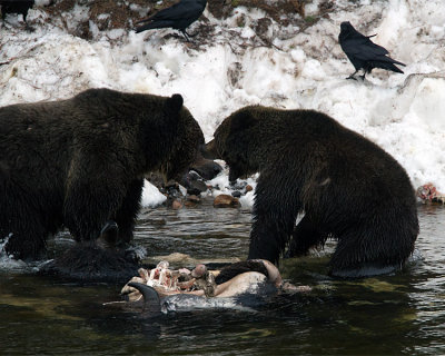 The Size of the Fight in the Bear.jpg