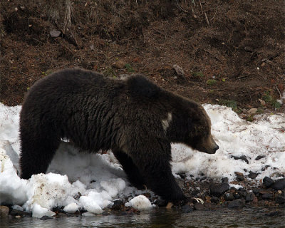 Grizzly with White Neck Marks Going to the River.jpg