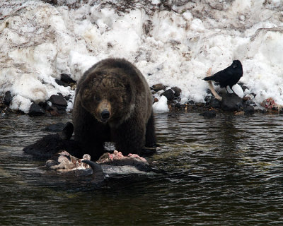 Grizzly with White Neck Marks on the Carcass.jpg