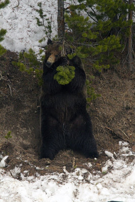 Grizzly Scratching Its Back on a Tree.jpg