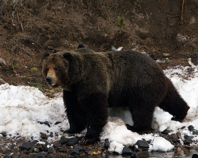 Scar-Nosed Grizzly at the LeHardy Carcasses.jpg