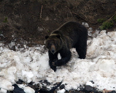 Grizzly Heading Down the Hill to the River.jpg