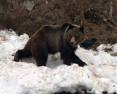 Grizzly Leaving the River.jpg