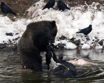 Grizzly Standing in the River on the Carcass.jpg
