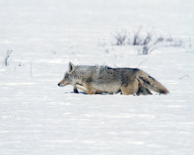 Coyote Stalking Through the Snow.jpg