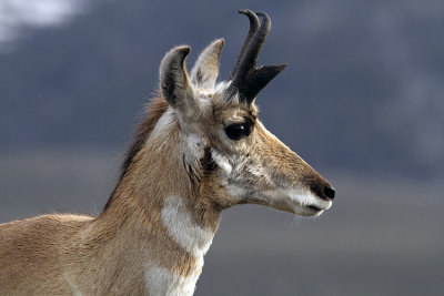 Pronghorn Closeup.jpg