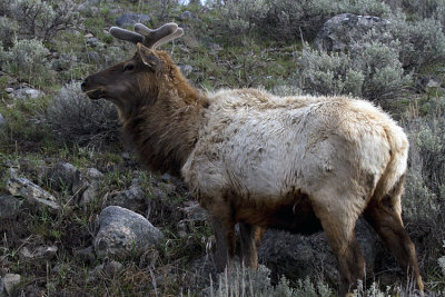 Bull Elk in Velvet.jpg