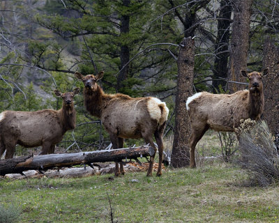 Elk Cows in the Trees.jpg