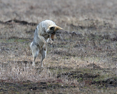 Coyote Hunting for Voles.jpg