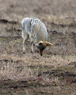 Coyote in Mid Leap.jpg