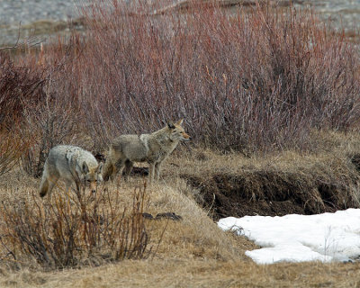 Coyotes on the Prowl Near Pebble Creek.jpg