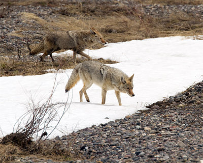 Coyotes on the Hunt.jpg