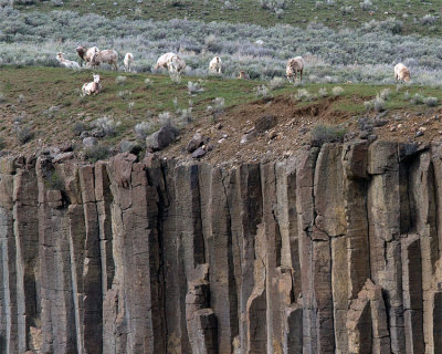 Bighorns from Calcite Springs.jpg
