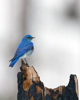 Mountain Bluebird on a Stump.jpg