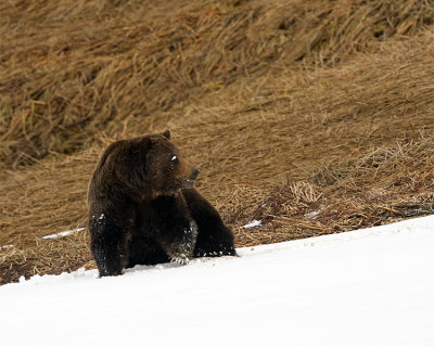 Grizzly Near Buffalo Ranch.jpg