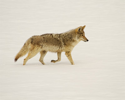 Coyote Walking in the Snow.jpg