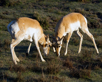 Pronghorn Bucks Sparring in Little America.jpg