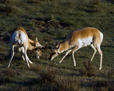 Tangled Pronghorns.jpg