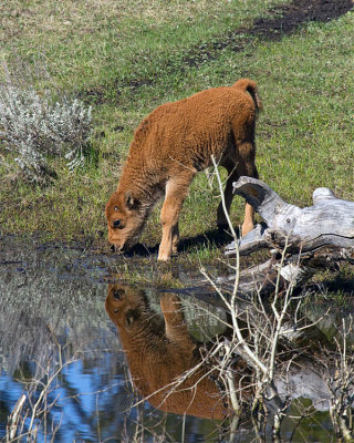 Bison Calf Drinking at Yellowstone Picnic Area.jpg