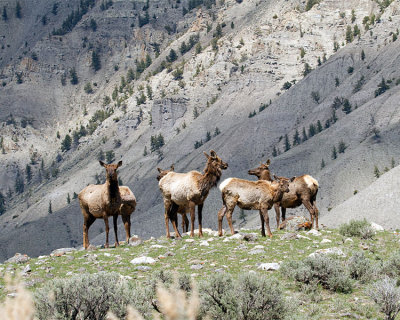Elk on the Hilltop.jpg