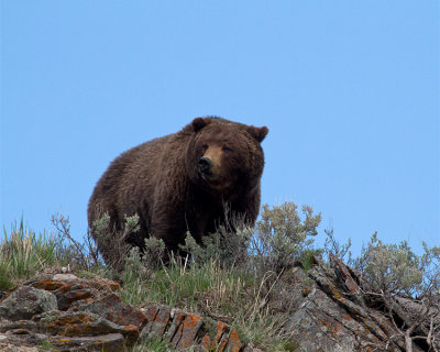 Grizzly Cresting the Hill Near Buffalo Ranch.jpg