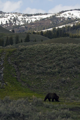 Grizzly Landscape.jpg