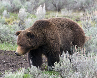 Grizzly Near Buffalo Ranch at the Foot of the Hill.jpg