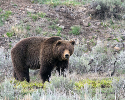 Grizzly Bear Near Buffalo Ranch.jpg