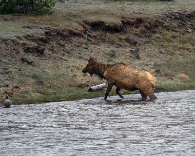 Bull Elk Stepping Out of the Madison River.jpg