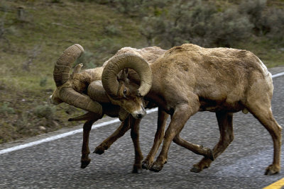 Rams Butting Heads on the Road.jpg