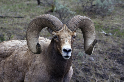 Bighorn Ram.jpg