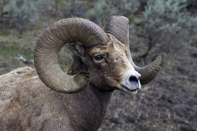 Bighorn Ram Closeup.jpg