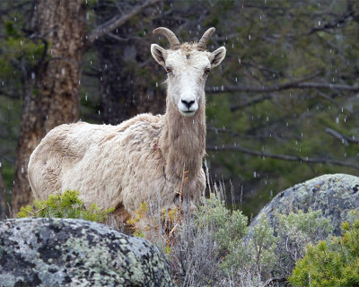 Bighorn Ewe.jpg