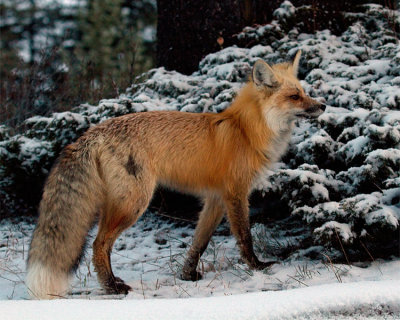 Fox Near Ice Box.jpg