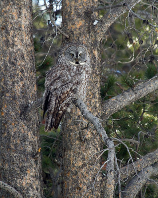 Great Grey Owl Near Bridge Bay Campground.jpg