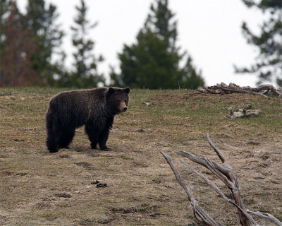 Grizzly on the Hill at Mud Volcano.jpg