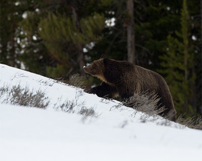Blond Face Grizzly with Snow on Her Nose.jpg