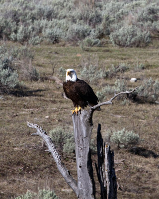 Bald Eagle on a Snag in the Lamar Valley.jpg