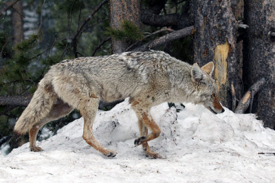 Coyote in the Snowstorm.jpg