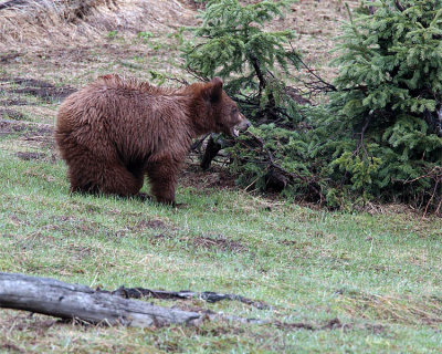 Cinnamon Black Bear.jpg