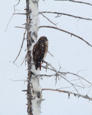 Red Tail Hawk.jpg