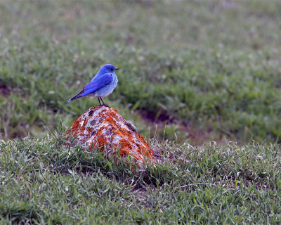 Mountain Bluebird on a Rock.jpg