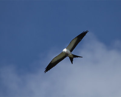 Swallow Tail Kite Eating in Flight.jpg