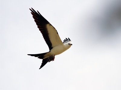 Swallow Tail Kite on S FL ave.jpg